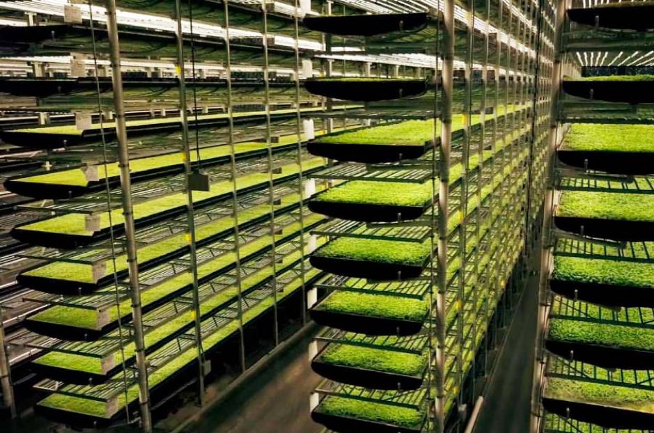 Agricultura Vertical