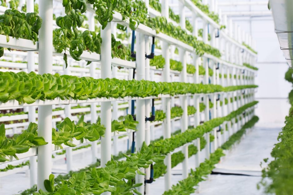 Cultivo vertical