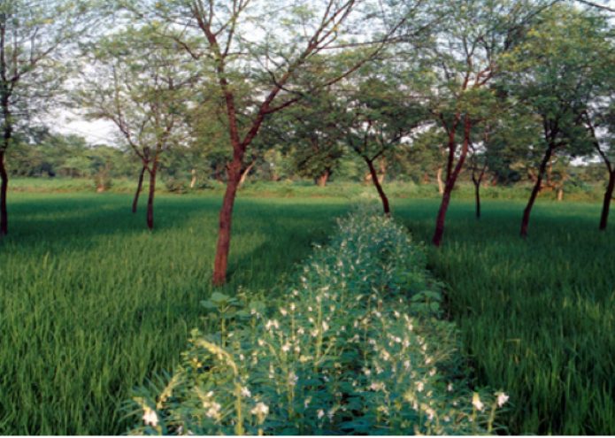 Árbol acacia nilótica
