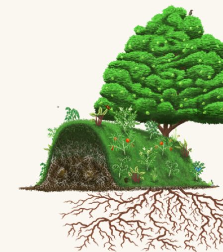 Técnica de cultivo en montículos: Hügelkultur